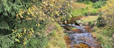 Dziczy Jar ↔ Orle, rozejście szlaków [Kamionek]