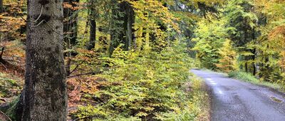 Polana Jakuszycka ↔ Rozdroże pod Działem Izerskim [Żółty Szlak z Jakuszyc na Rozdroże pod Działem Izerskim]