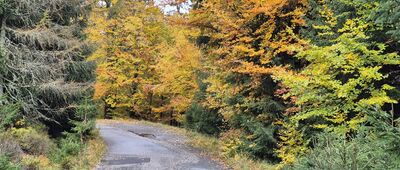 Polana Jakuszycka ↔ Rozdroże pod Działem Izerskim [Żółty Szlak z Jakuszyc na Rozdroże pod Działem Izerskim]