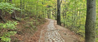 Płaski Kamień ↔ Rozejście szlaków [Odejście szlaku czerwonego za Płaskim Kamieniem]