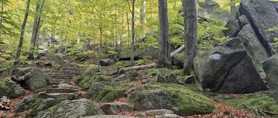 Przełęcz Żarska [Odejście skrótu od szlaku zielonego, prowadzącego na Chojnik]