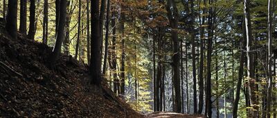 Ptasie Rozdroże, rozejście szlaków ↔ Rybnica Mała