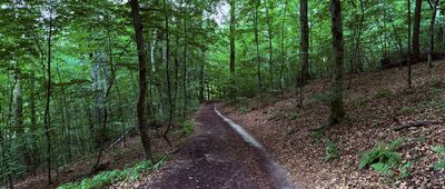 Las Wolski, rozejście szlaków niebieski / czarny ↔ Las Wolski, Kozie Nogi