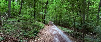 Las Wolski, Polana Lea ↔ Rozejście szlaków