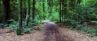 Las Wolski, rozejście szlaków niebieski / czarny