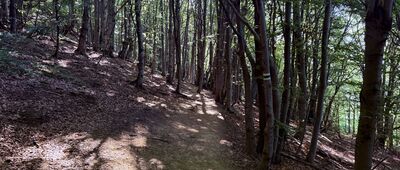 Końska Droga ↔ Połonina Wetlińska, odejście szlaku zielonego