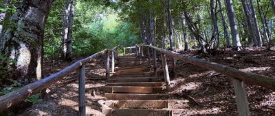 Połonina Wetlińska, odejście szlaku zielonego