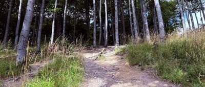 Chełmiec, stacja XIV ↔ Rosochatka