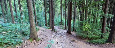 Ruiny bacówki pod Trójgarbem ↔ Lubomińskie Siodło