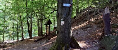 Wąwóz rzeki Pełcznicy