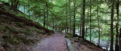 Wąwóz rzeki Pełcznicy