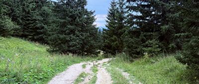 Pod Tanečnicou ↔ Sedlo Medzirozsutce