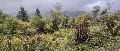 Pod Bereśnikiem ↔ Pod Dzwonkówką