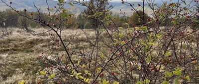 Jurków ↔ Rezerwat Mogielica