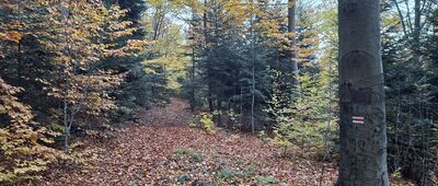 Pod Szczytniakiem ↔ Przełęcz Karczmarka