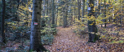 Wesołówka ↔ Gołoszyce