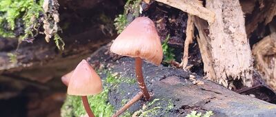 Pod Szyndzielnią, odejście szlaku żółtego ↔ Przełęcz Kołowrót