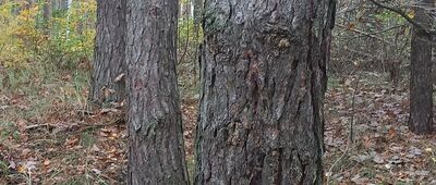 Ścieżka na punkt widokowy ↔ Rozejście szlaków