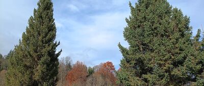 Tarnawa Niżna, sklep