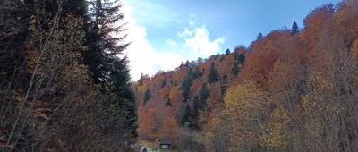 Tarnawa Niżna, sklep ↔ Filary dawnej kolejki wąskotorowej