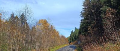 Filary dawnej kolejki wąskotorowej