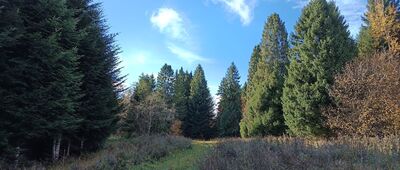 Filary dawnej kolejki wąskotorowej ↔ Świetlikowe