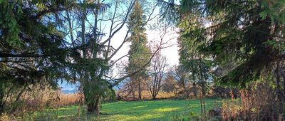 Świetlikowe ↔ Dźwiniacz Górny