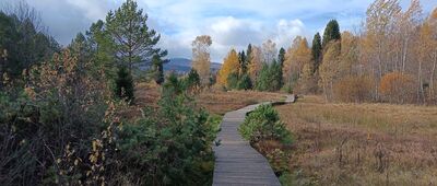 Torfowisko Tarnawa ↔ Torfowisko Tarnawa