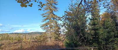 Torfowisko Dźwiniacz