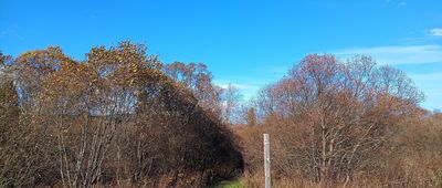 Dźwiniacz Górny, cmentarz ↔ Torfowisko Dźwiniacz