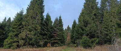 Ruiny folwarku Stroińskich
