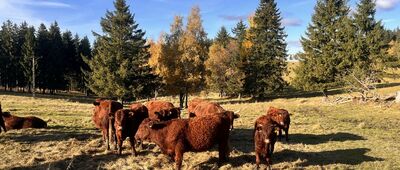 Przełęcz Puchaczówka, rozejście szlaków ↔ Skowronia Góra