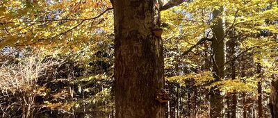 Pod Kłodzką Górą ↔ Przełęcz Łaszczowa