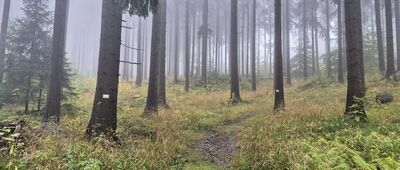 Karpniki, kościół ↔ Skrzyżowanie szlaków [Żółty szlak nad Gruszkowem]