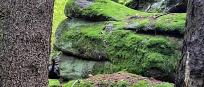 Rozdroże pod Grzybowcem ↔ Michałowice [Skały w okolicy Grzybowca]