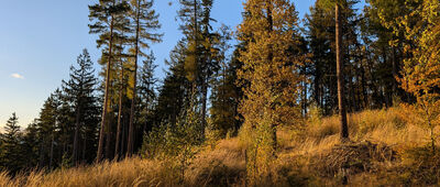 Kąpielnik ↔ Mrowiec