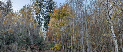 Mrowiec ↔ Pod Mrowcem [Ścieżka na Mrowiec, sam szczyt poza szlakiem]