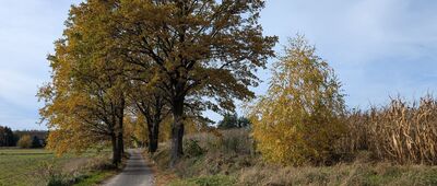 Czaple ↔ Czaple, skrzyżowanie