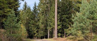 Odejście "Szlaku kamiennych krzyży"  ↔ Odejście "Szlaku kamiennych krzyży" 