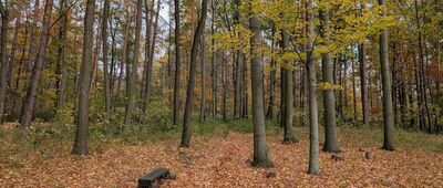 Odejście "Szlaku kamiennych krzyży"  ↔ Świątek