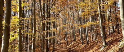 Rozejście szlaków ↔ Rozdroże nad Nową Bielawą