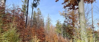 Stara Jodła, południe ↔ Śpiewak