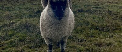 Rozdroże pod Sokołem ↔ Rzeczka, Korona