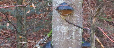 Polana Łonna ↔ Pomnik bombowca Liberator