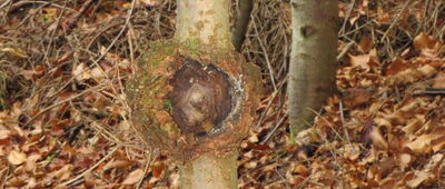 Pomnik bombowca Liberator ↔ Magurki