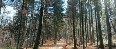 Flasza ↔ Sucha Homola