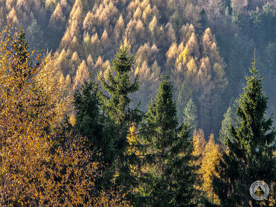 Niebieski szlak między Watriskiem a Smrekową