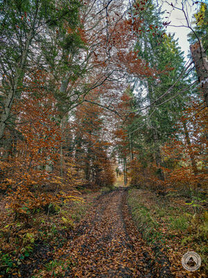Podejście na Smrekową (poza szlakiem)