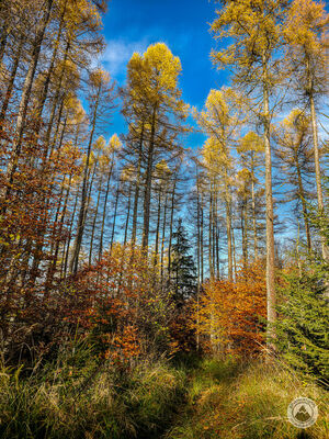 Podejście na Smrekową (poza szlakiem)