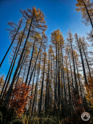 Smrekowa 1015 m n.p.m.